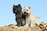 CAIRN TERRIER 318
